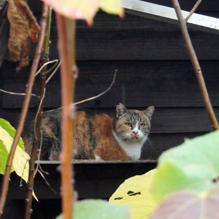 あま宿り