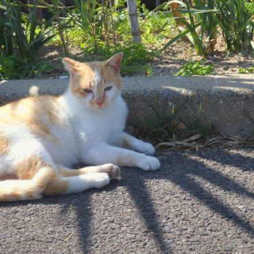 ひとやすみ