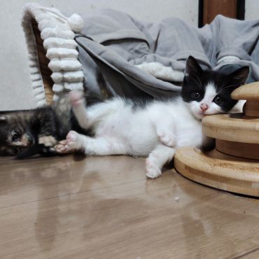 遊びは楽しい