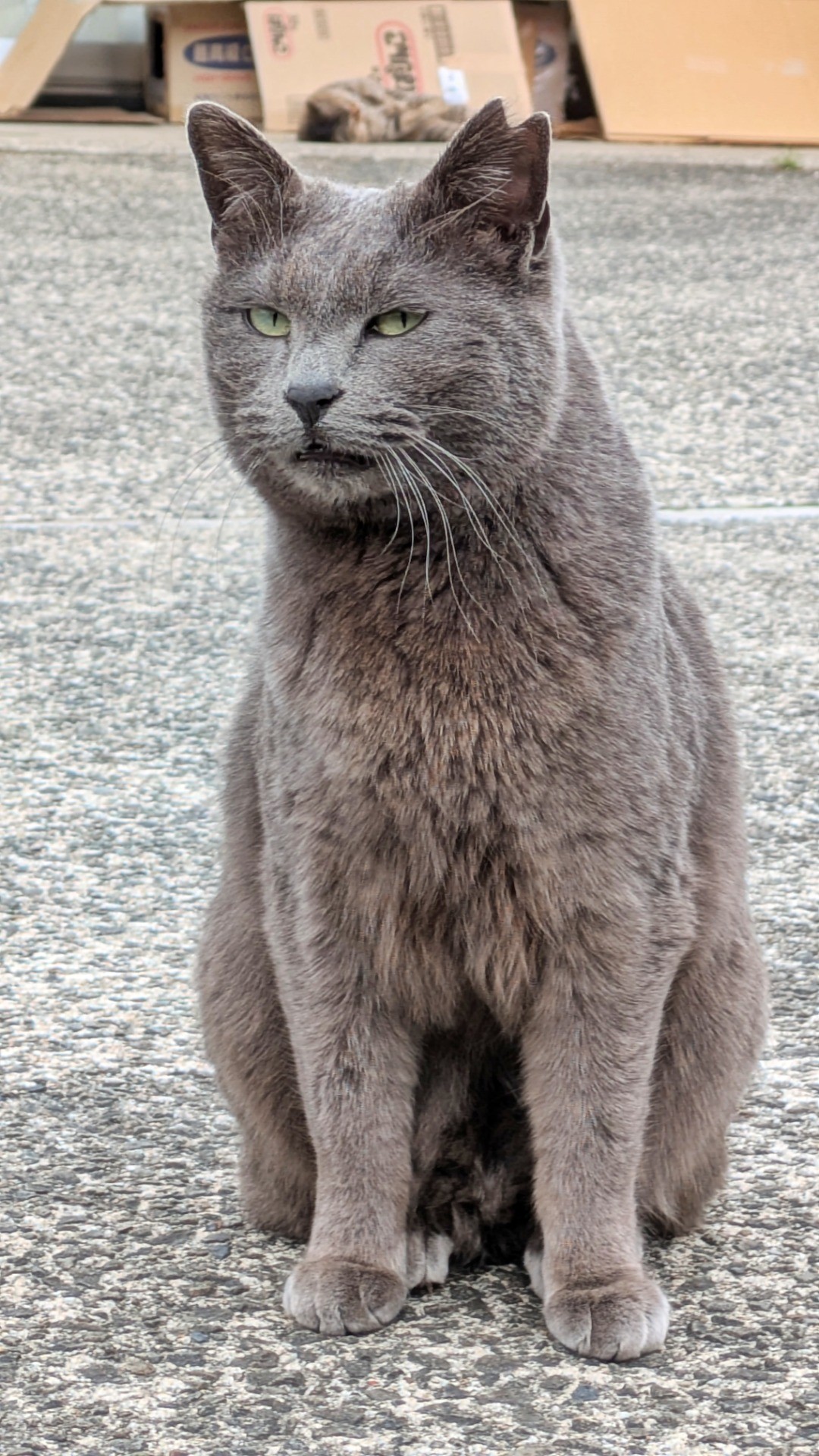 モデル気取り