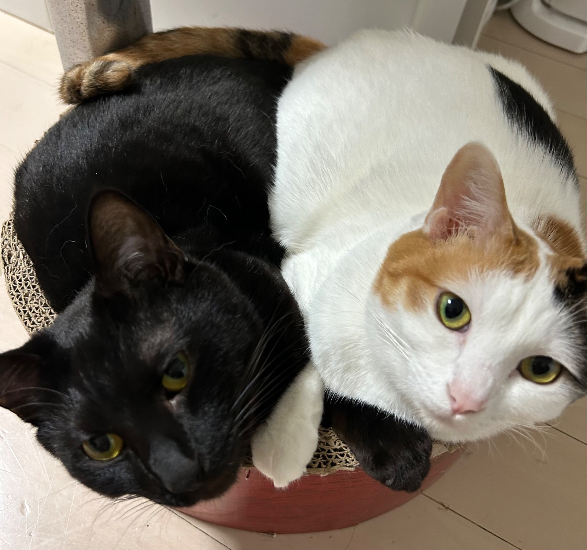 2人で1つ