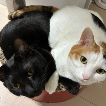 2人で1つ