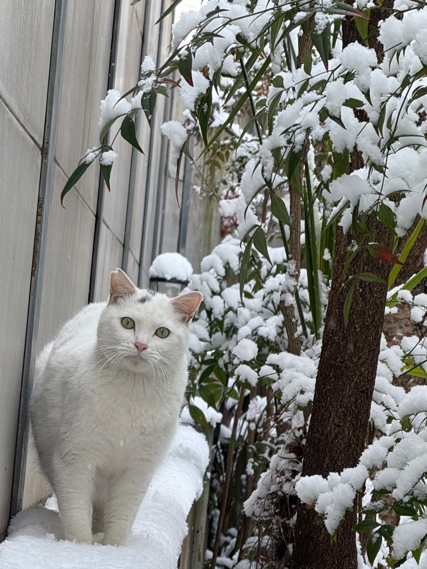 雪とさくらねこ