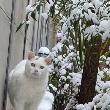 雪とさくらねこ