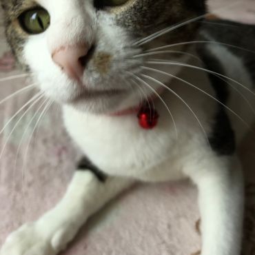いのちつないだ！