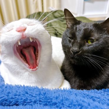 大あくび