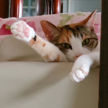 じゃんけんパー