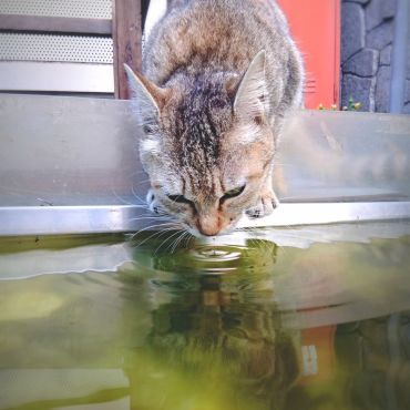 水飲み場の猫