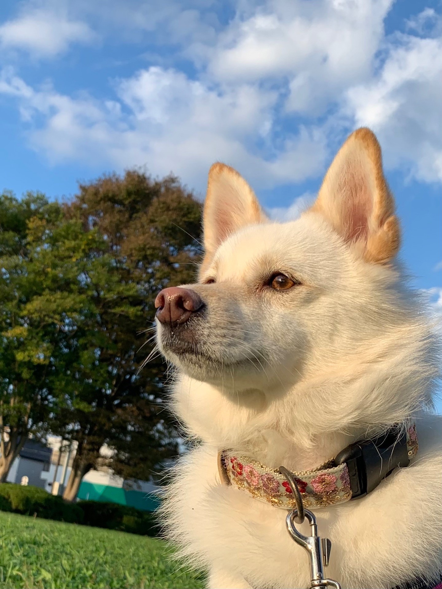 何犬ですか？