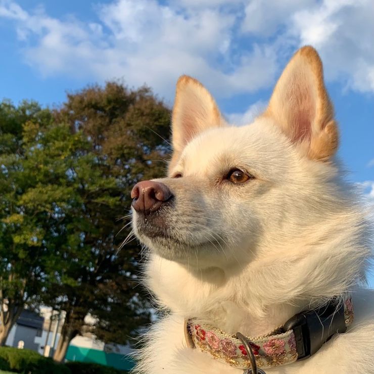 何犬ですか？