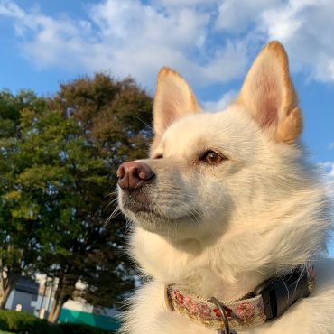何犬ですか？