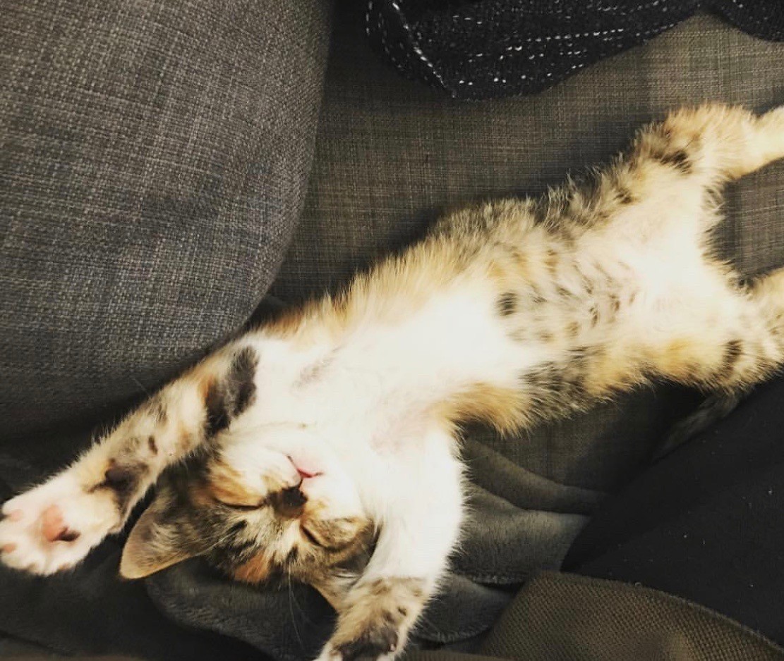 野生を忘れたねこ