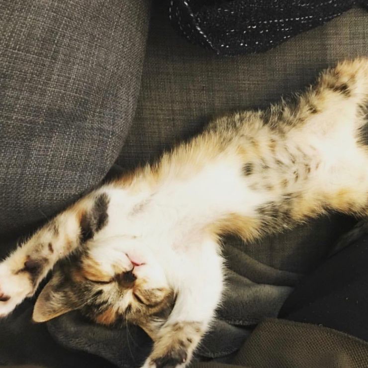 野生を忘れたねこ