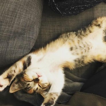 野生を忘れたねこ