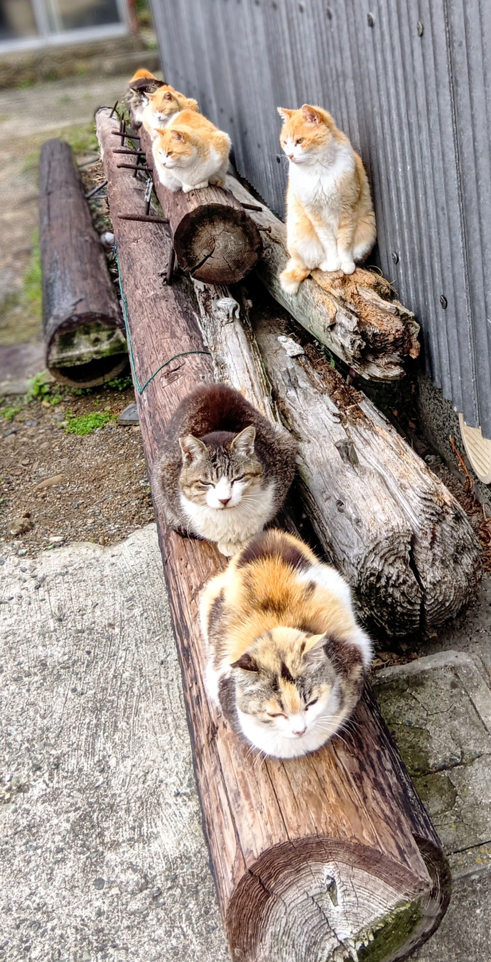 愛媛県青島ニャンコビュッフェ