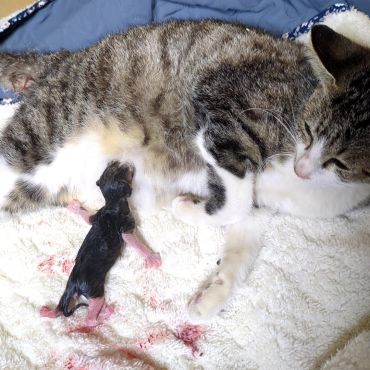 妊娠中のねこちゃんを保護