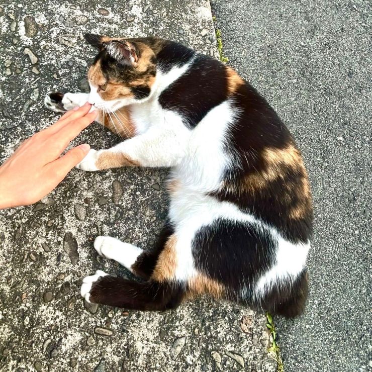 歩み寄り
