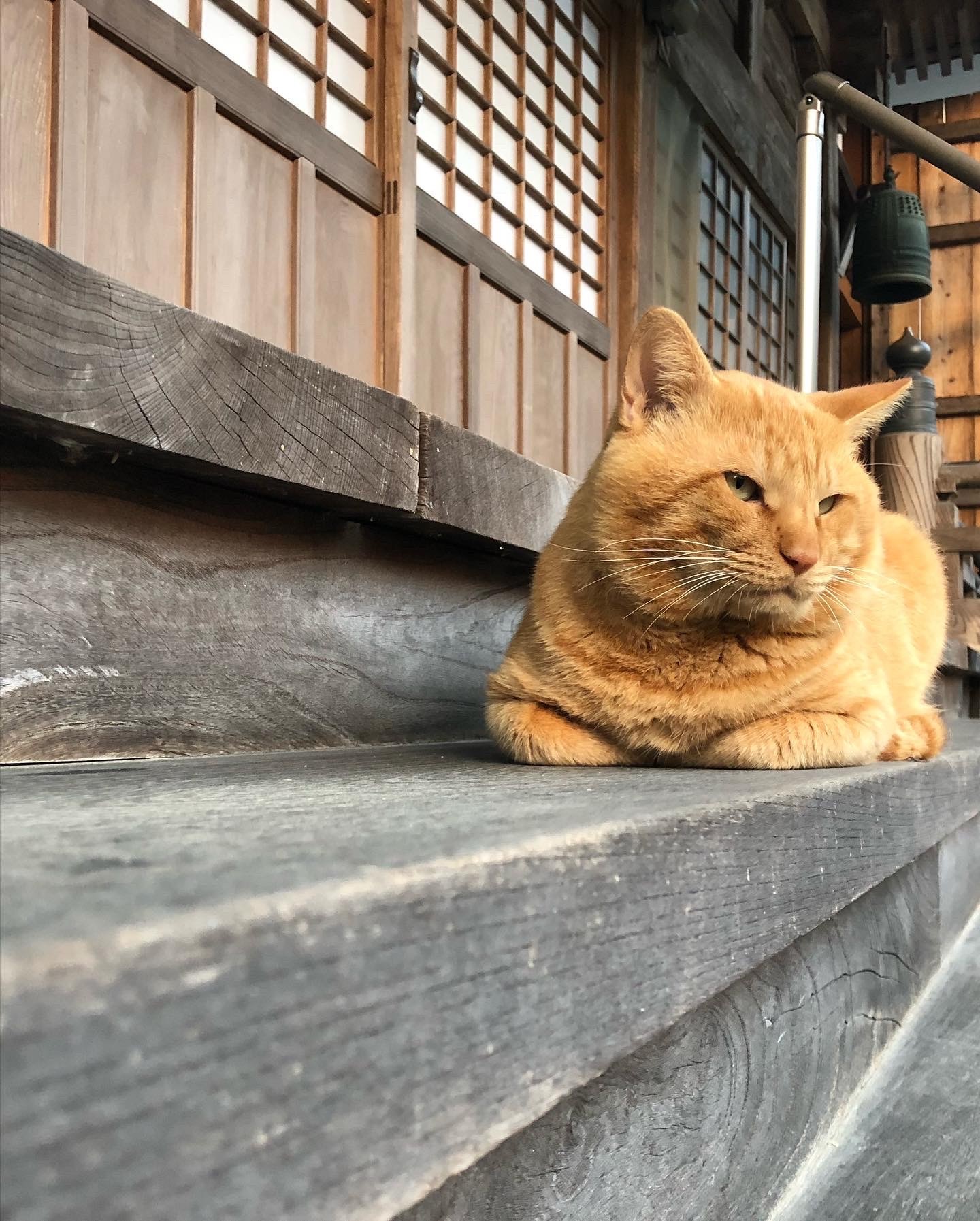 寺の守り猫