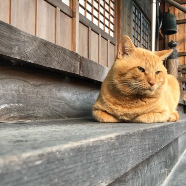 寺の守り猫