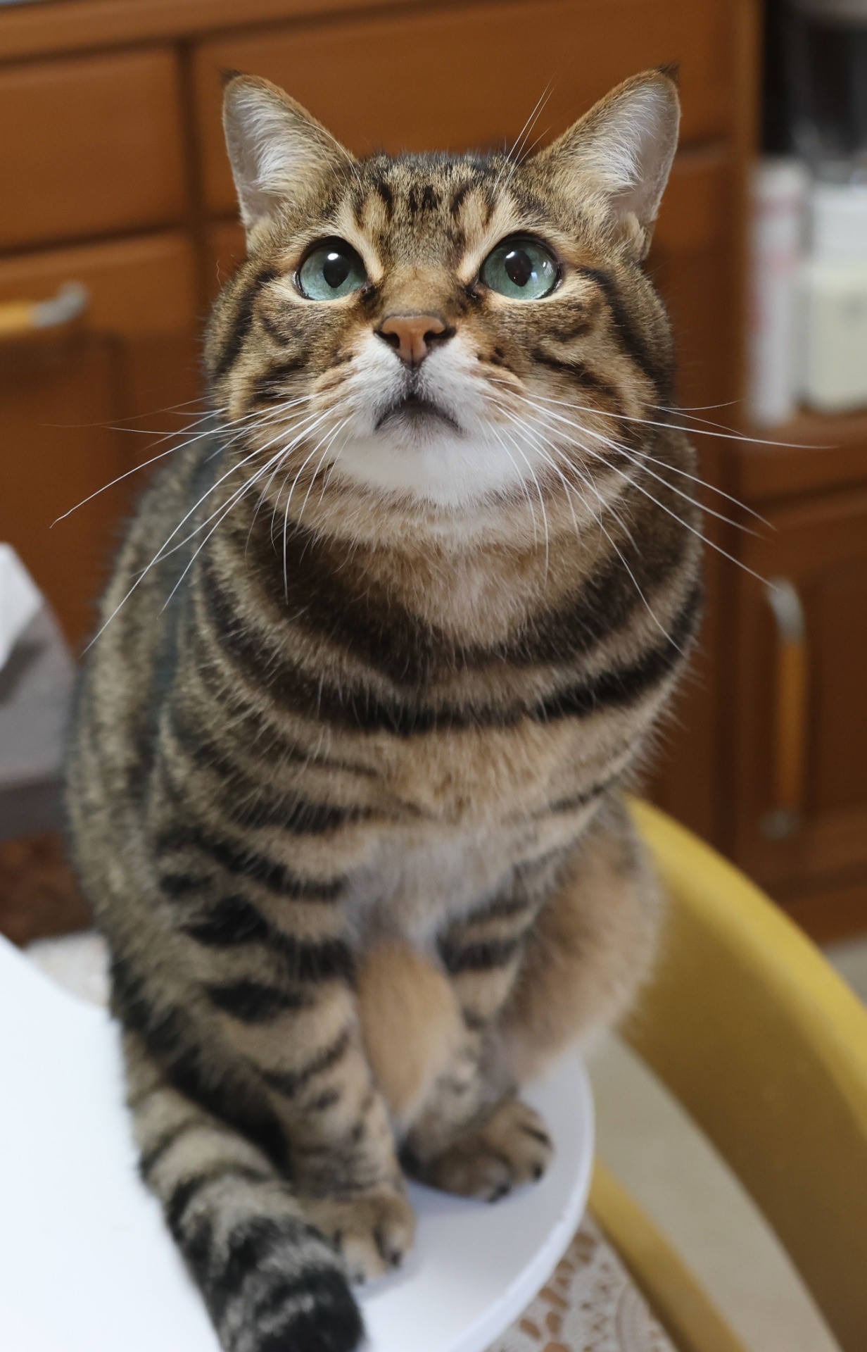 我が家の宝物