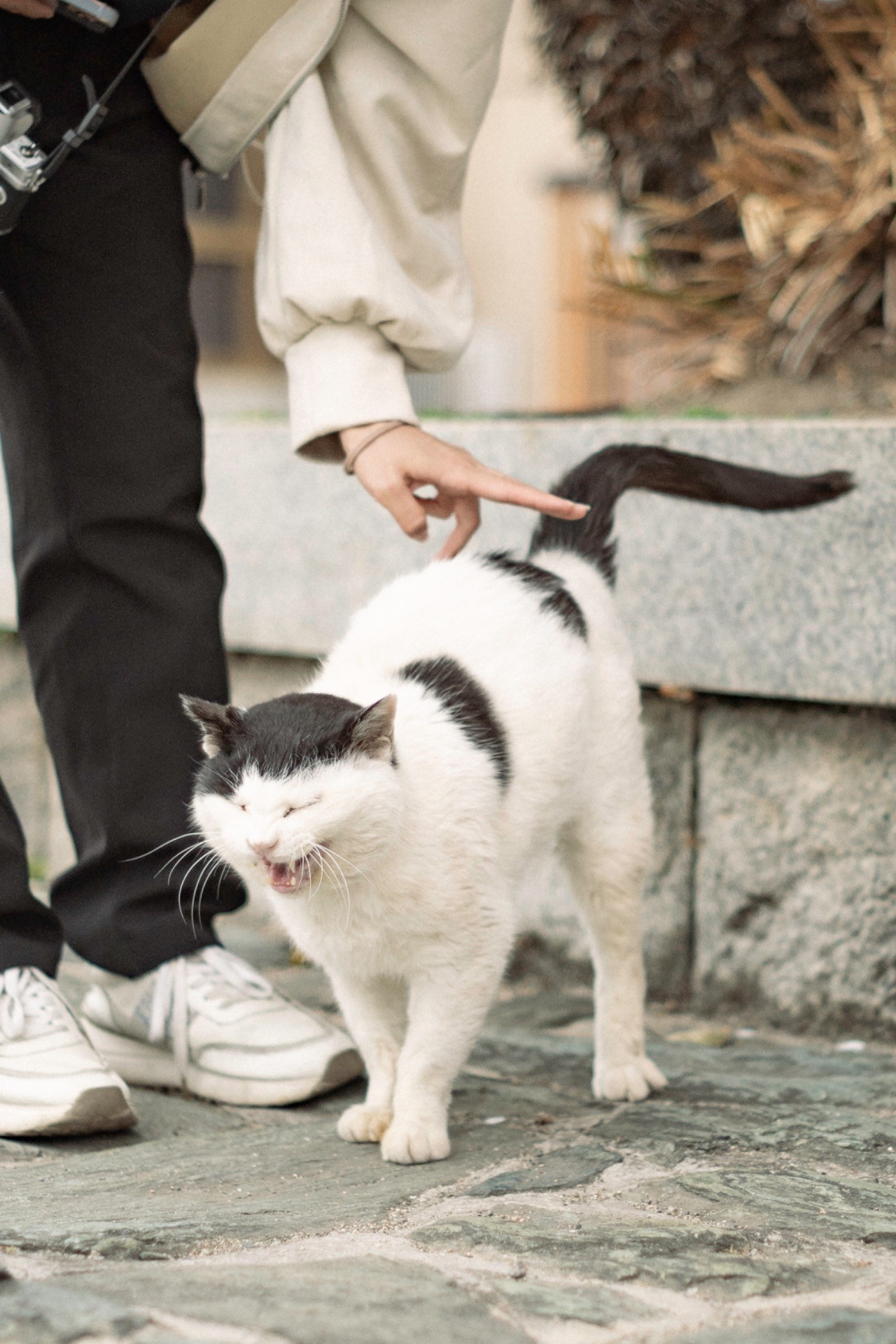 初めての猫さんとのスキンシップ