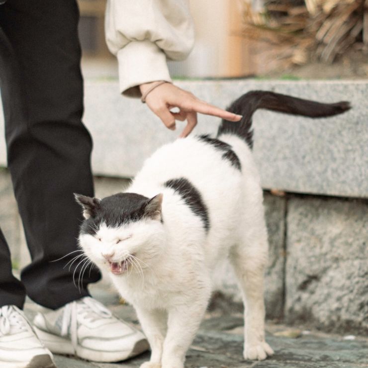 初めての猫さんとのスキンシップ