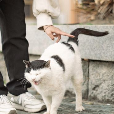 初めての猫さんとのスキンシップ