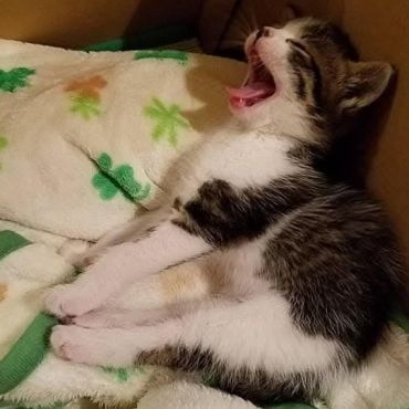 我が家の天使