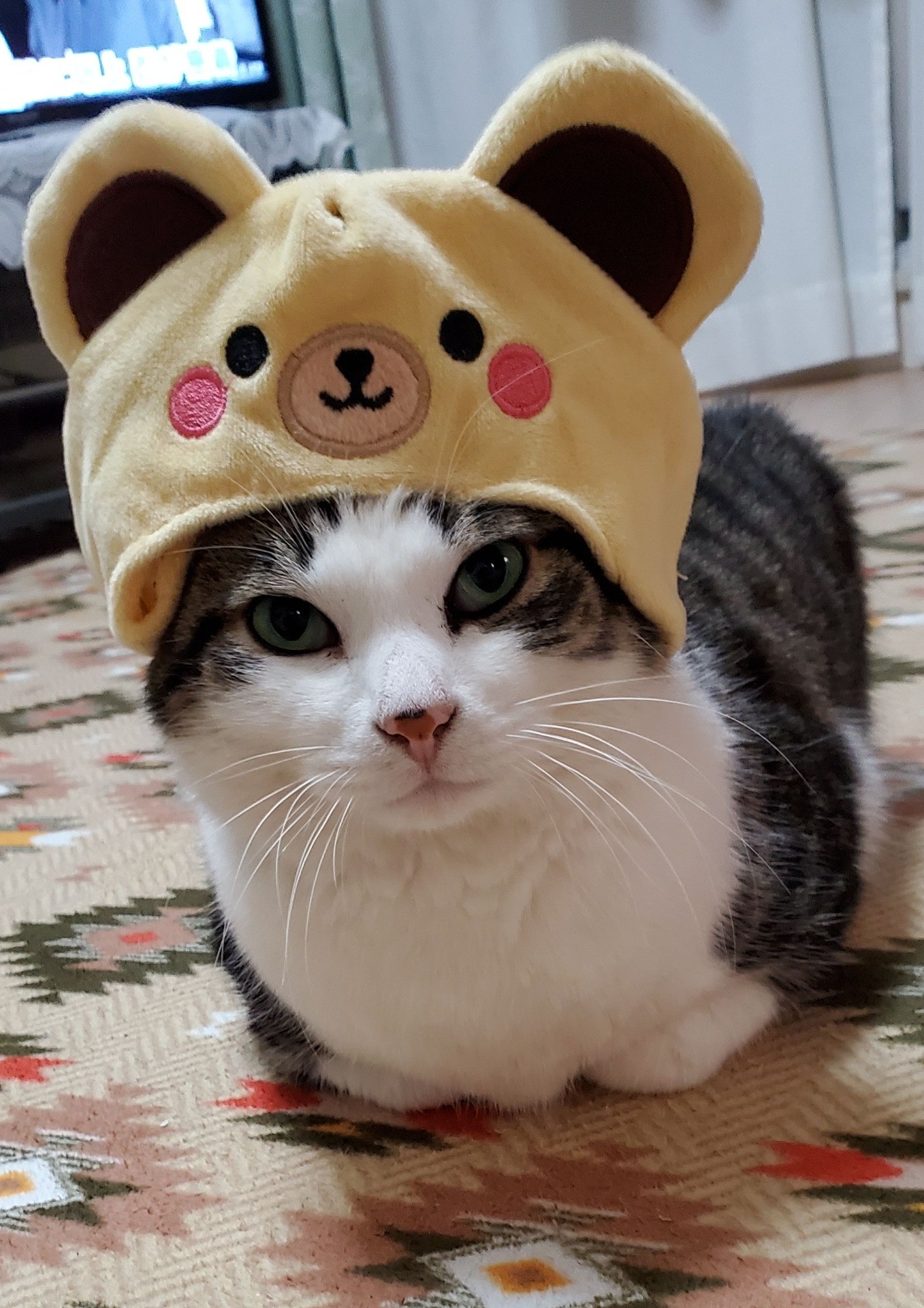 地域猫だったペロちゃん。。