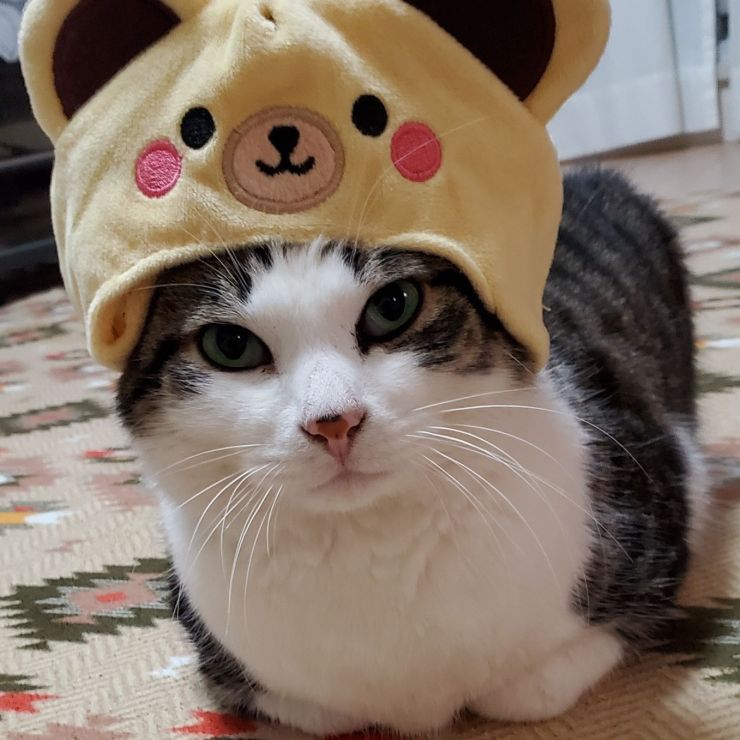 地域猫だったペロちゃん。。