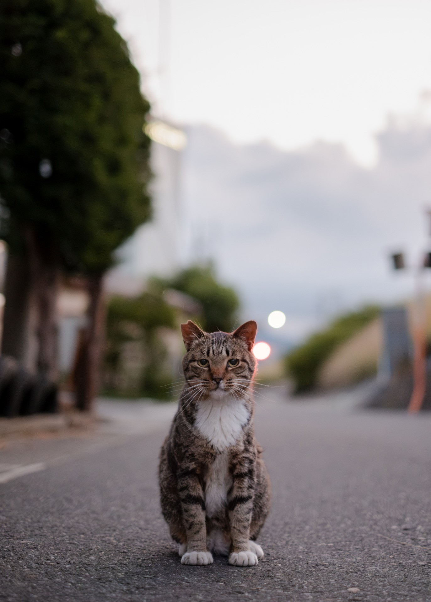 たそがれ猫