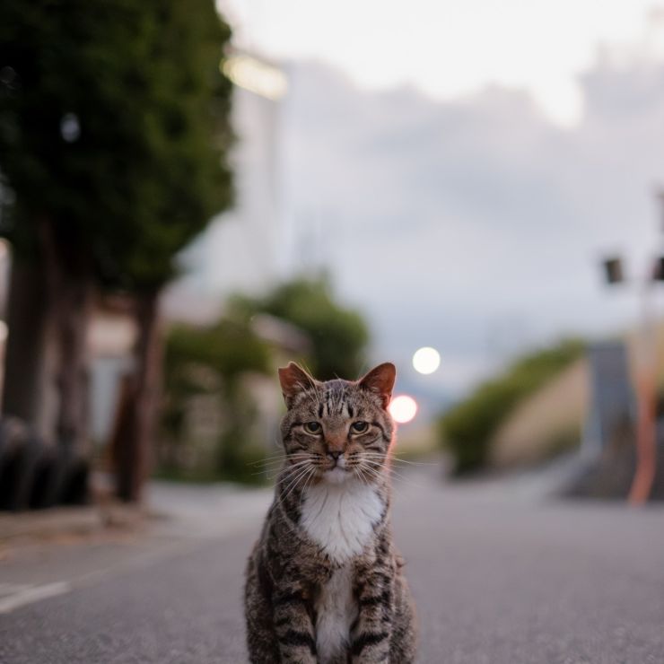 たそがれ猫