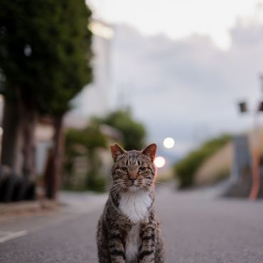 たそがれ猫