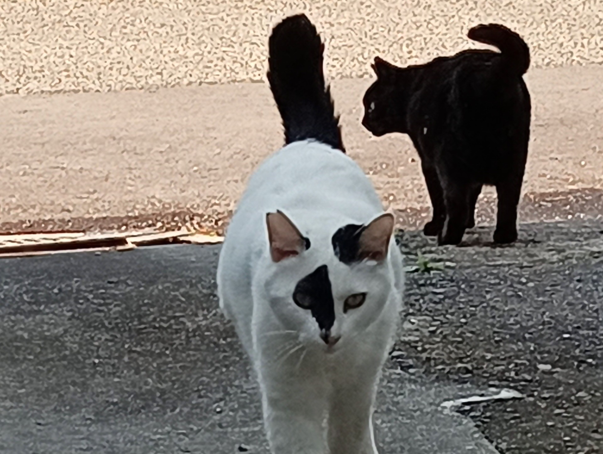 遊んでほしいんですけど。。。