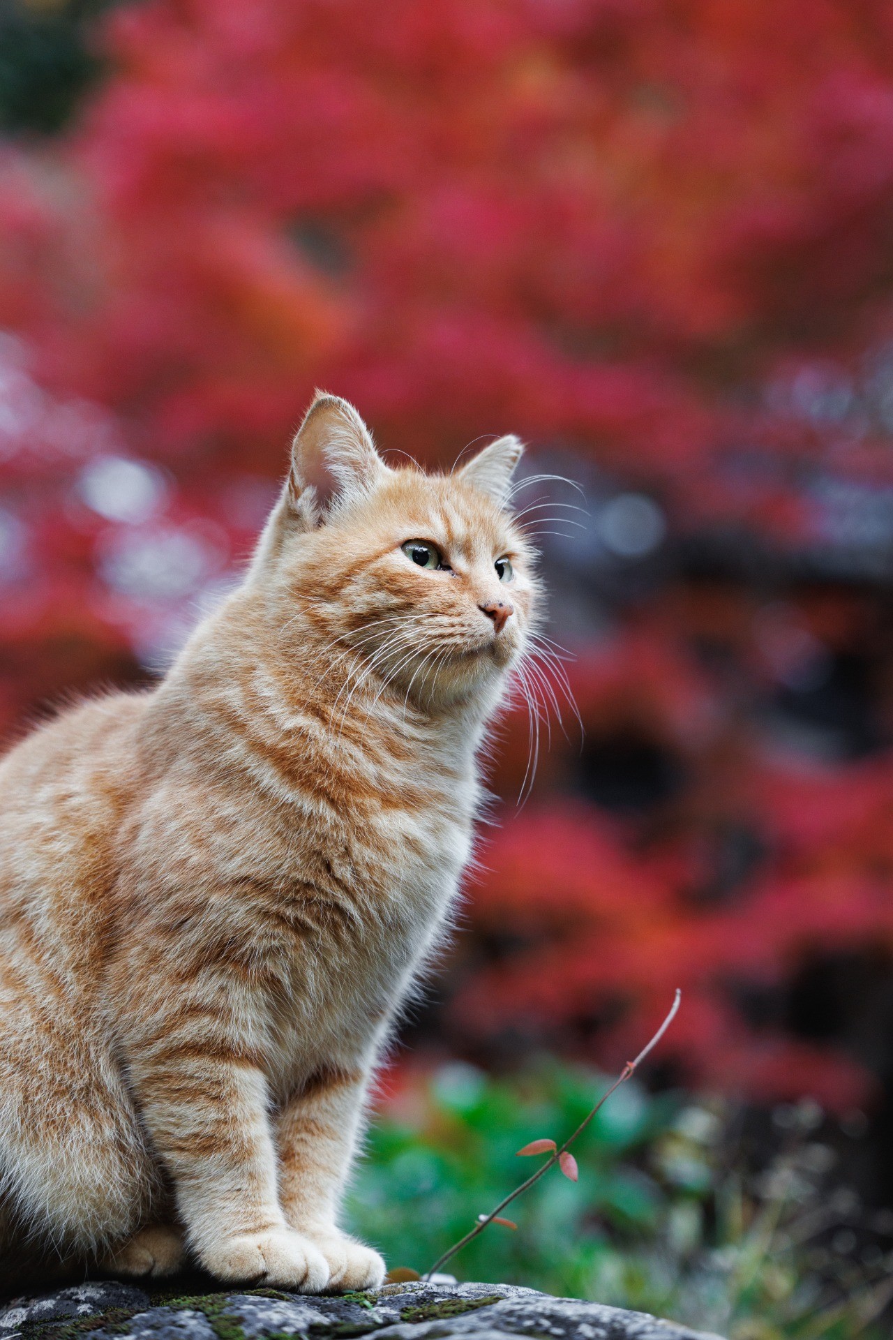 紅葉と茶トラさん