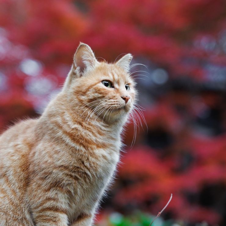 紅葉と茶トラさん