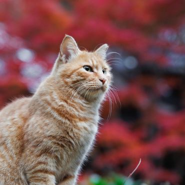 紅葉と茶トラさん