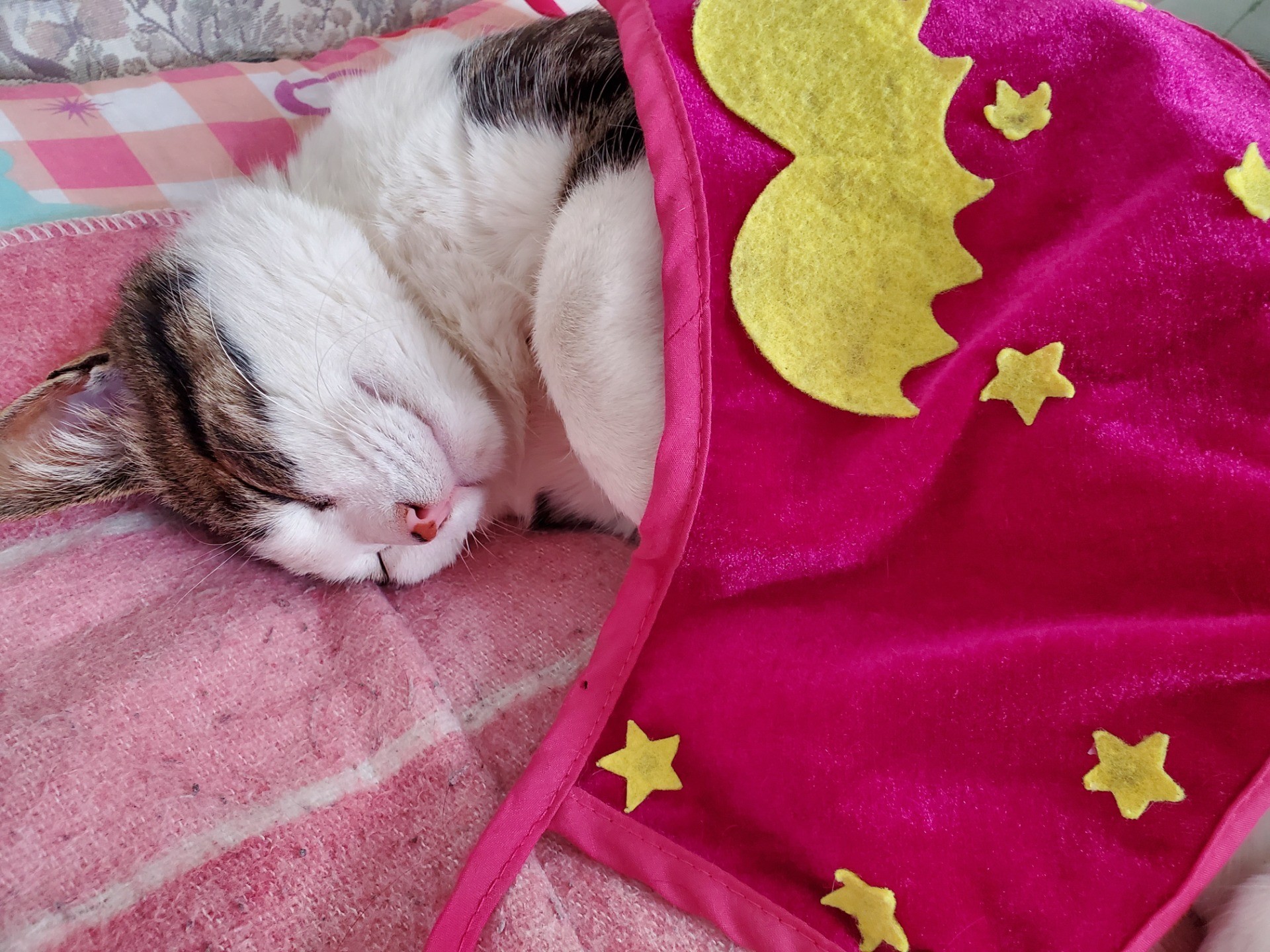 地域猫だったペロちゃん。。