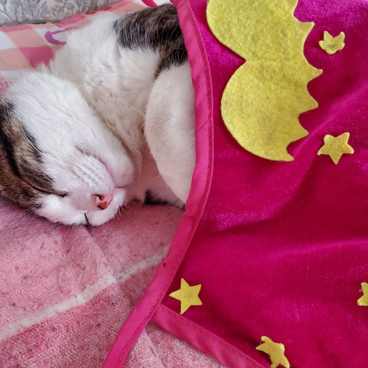 地域猫だったペロちゃん。。