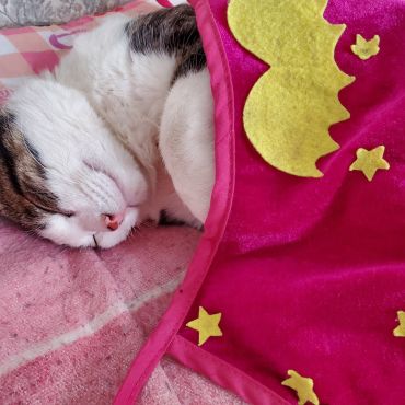 地域猫だったペロちゃん。。