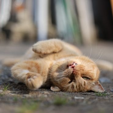口が開いちゃった！