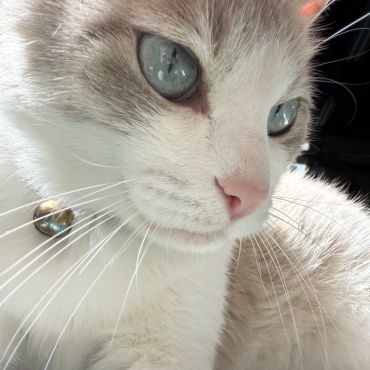 美猫のさくらちゃん