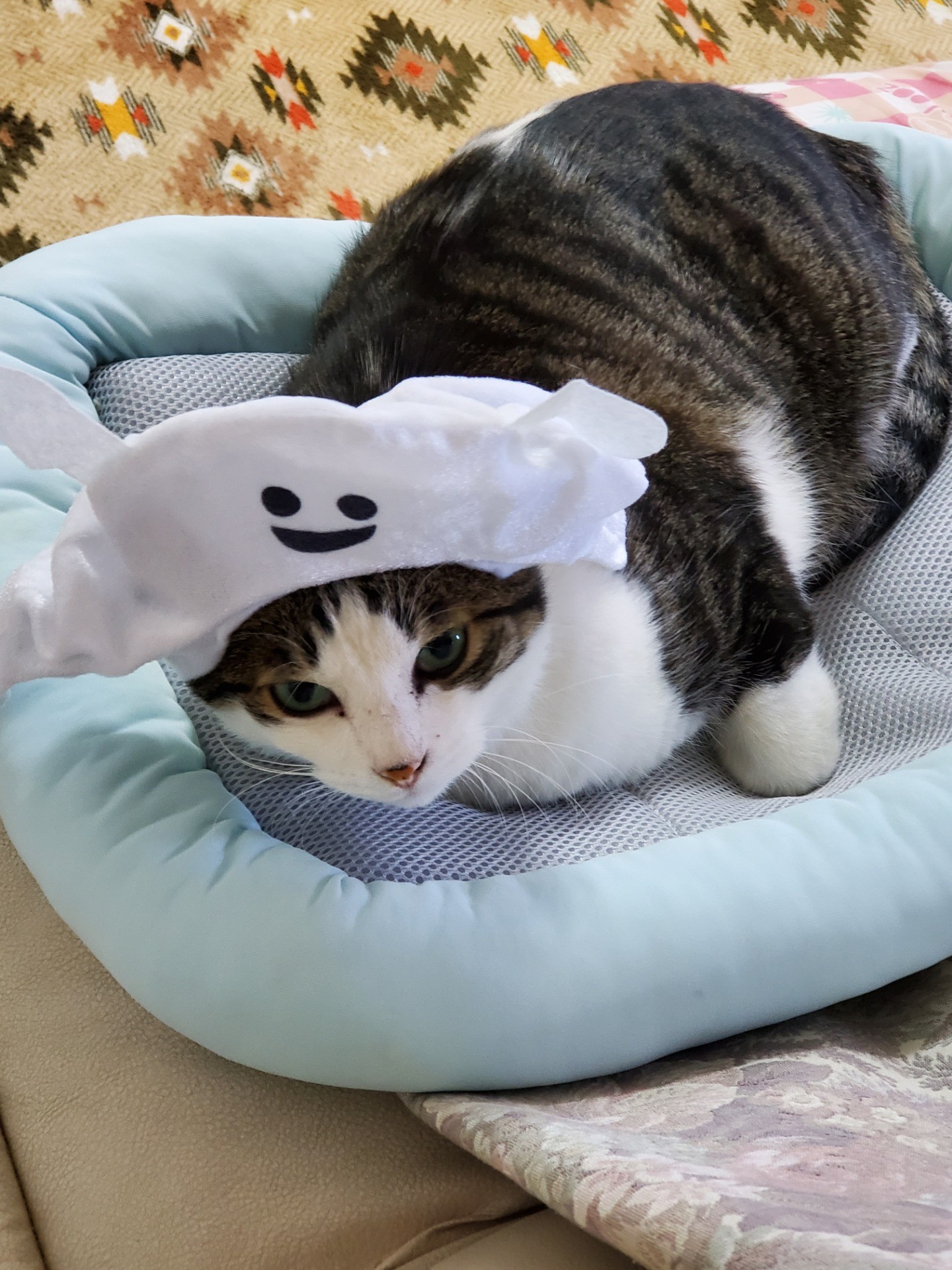 ナースになったペロちゃん。。