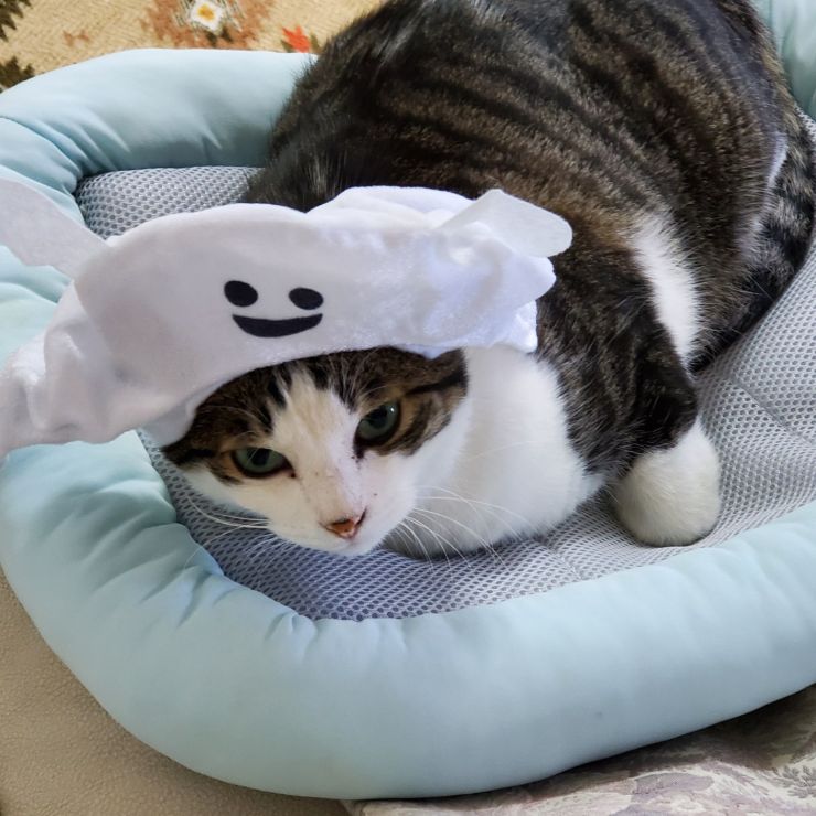 ナースになったペロちゃん。。