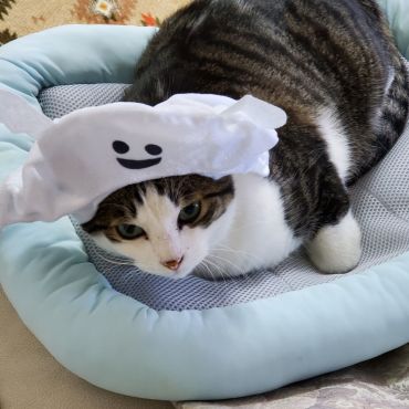ナースになったペロちゃん。。