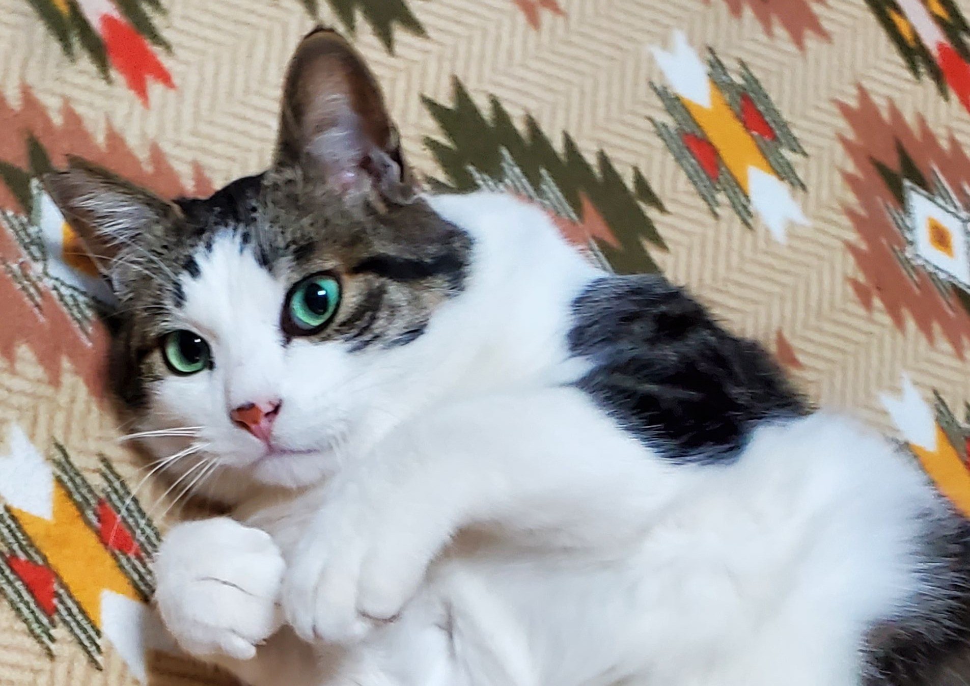 地域猫のペロちゃん。。