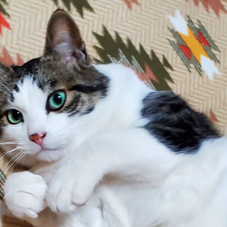 地域猫のペロちゃん。。