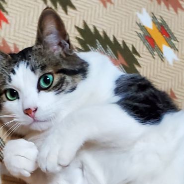 地域猫のペロちゃん。。