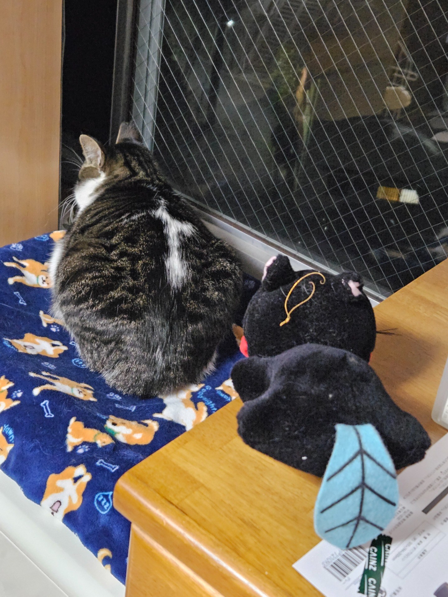 背中に十字架のある地域猫のペロちゃん。。