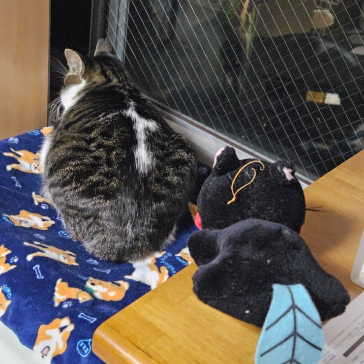 背中に十字架のある地域猫のペロちゃん。。